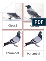 BirdsFlashcards PDF