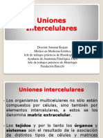 Uniones intercelulares