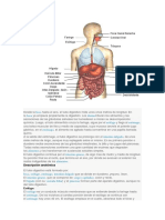 Cuerp Human Figuras