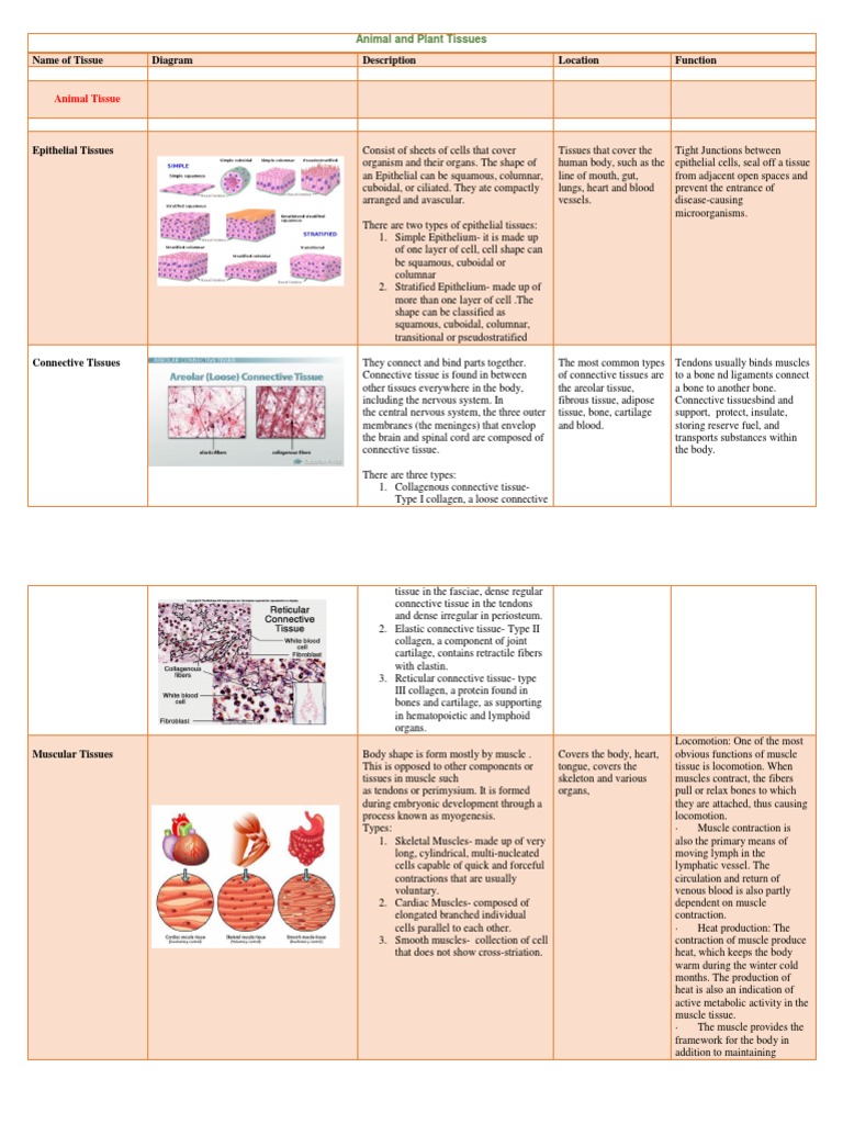Overview of Animal and Plant Tissues | PDF | Epithelium | Tissue (Biology)