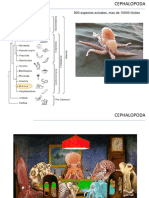 Cephalopoda PDF