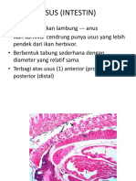Study Histologi Sistem Pencernaan 2015b