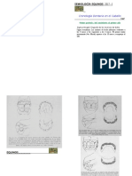 Cronologia Dentaria 2017 Sem II