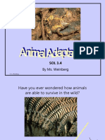 Animal Adaptations