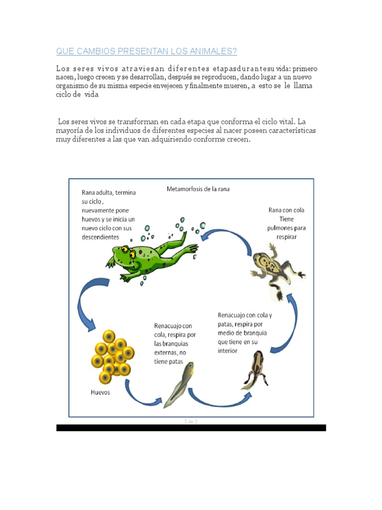 Ciclo de Vida de La Rana | PDF, image size:768x1024