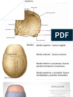 Anatomia Del Hueso Parietal y Lobulo