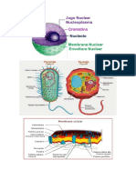 Celula Imagenes