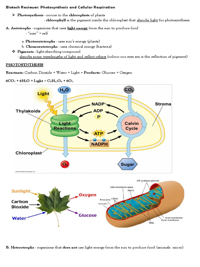 Biotechnology Reviewer Photosynthesis and Cellular