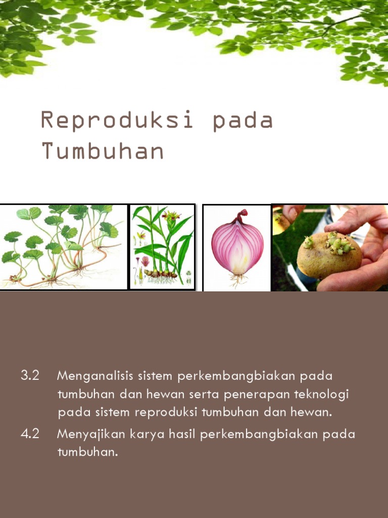 iHidroponiki Aeroponik iVertikulturi iKulturi iJaringani iHidroponiki Aeroponik iVertikulturi iKulturi iJaringani