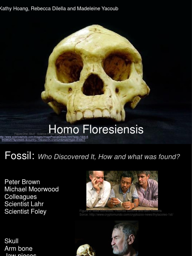 Homo Floresiensis | PDF | Pleistocene | Nature