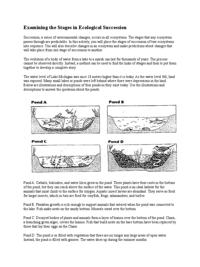 Examining The Stages in Ecological Succession  PDF  Pond  Lake Regarding Ecological Succession Worksheet Answers