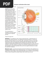 Cornea Structure Layers and Function Web