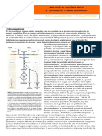 Apuntes Tema 5 - Gluconeogénesis y Vía Pentosas Fosfato