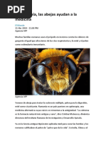 Apiterapia en rumania