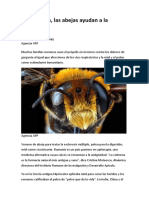 Rumania mantiene viva la antigua tradición médica por las abejas