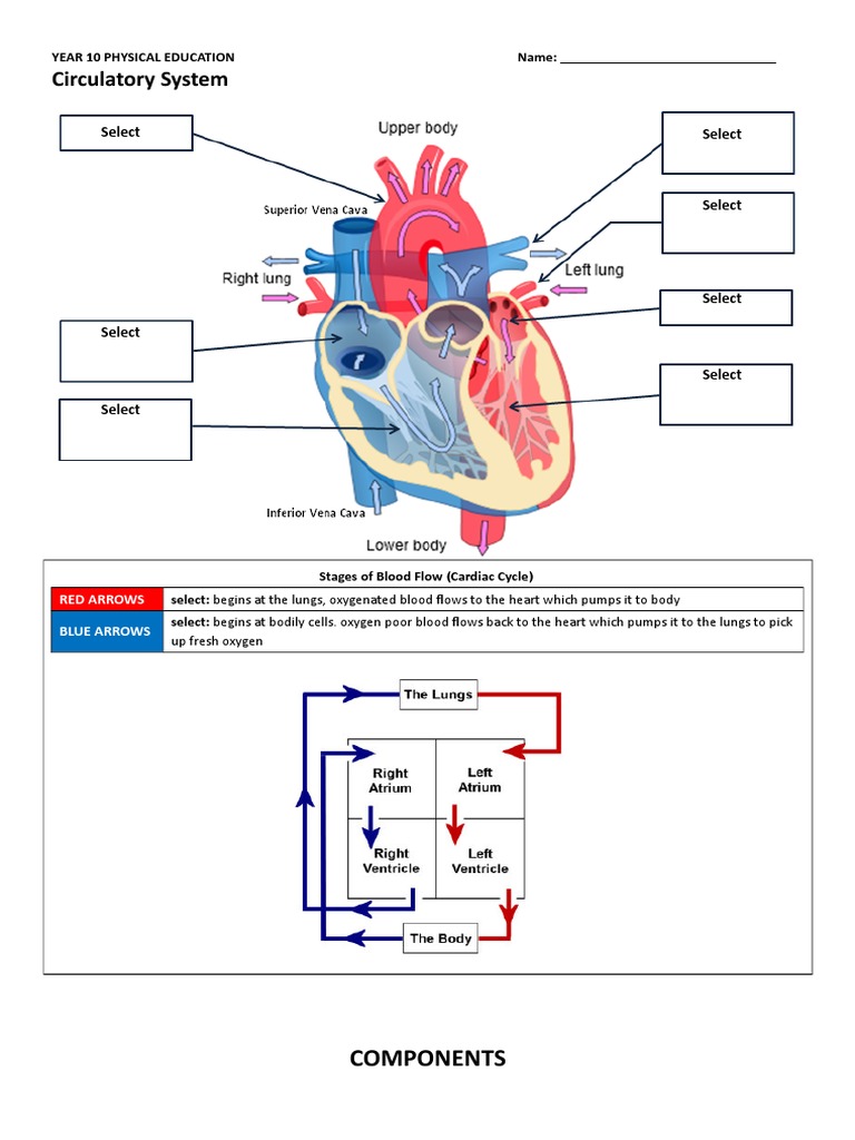 worksheet-circulatory-system-pdf-heart-circulatory-system