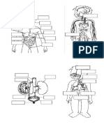 Dibujos Sistemas de Nutrición