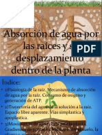 Absorción de Agua Por Las Raíces y Su