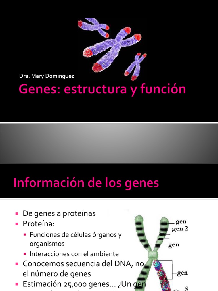 Genes Estructura y Funcion | PDF | Dominancia (Genética) | Gene