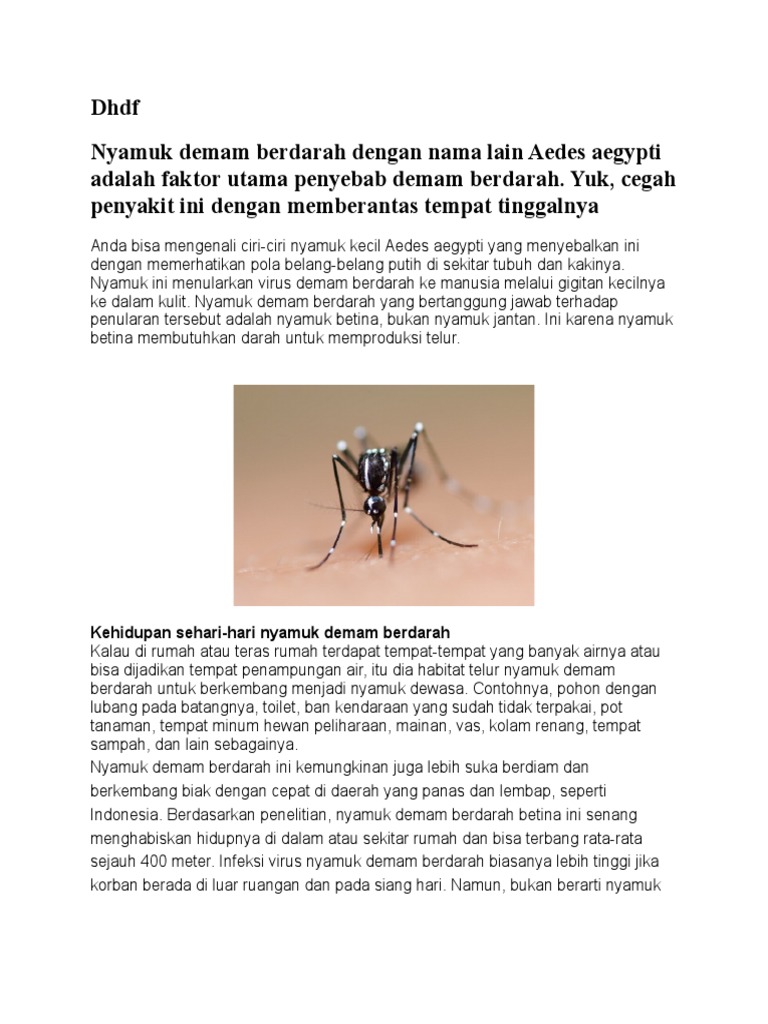 Nyamuk Demam Berdarah