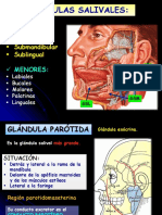 Glandulas Salivales