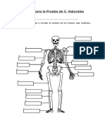 Prueba de C. Naturales (Sistema Oseo)