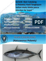 Karakteristik Ikan Cakalang (Katsuwonus Pelamis)