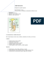 Anatomia