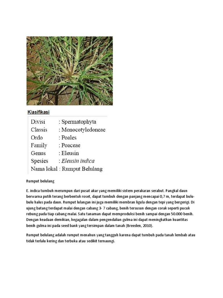 Rumput Belulang | PDF