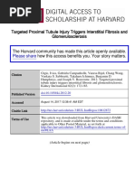 Excretory System of Chicken | Kidney | Human Body