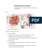 Sistem Reproduksi Pada Manusia Fix