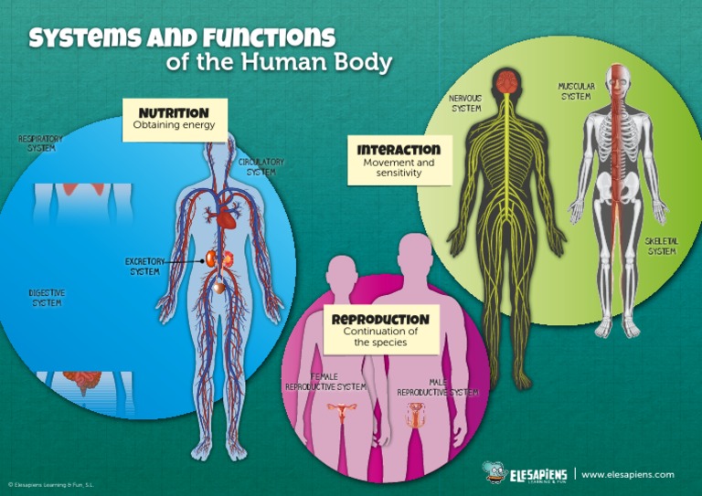 Of The Human Body Systems and Functions PDF