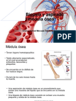 Medula Osea Hemato