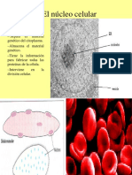 el-nucleo-celular