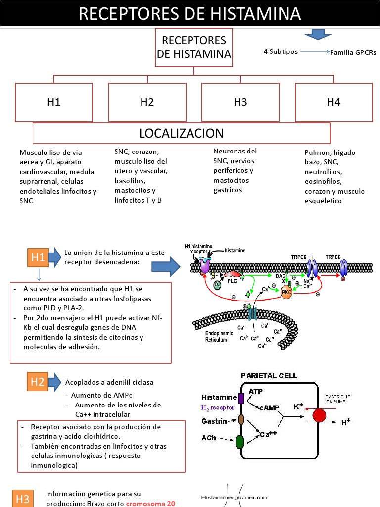Receptores de Histamina: Tipos y Funciones | PDF