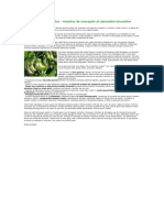 Astragalus-Intaritor de Exceptie Al Sist Imunitar