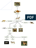 Esquema Origen y Evolucion Del Perro PDF