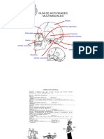 Anatomia, Laminario