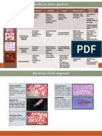 BACTERIAS GRAM Positivas y Negativas