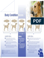 Body Condition Score Chart Dogs