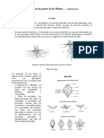 estudiemos_las_partes_de_las_plantas.doc