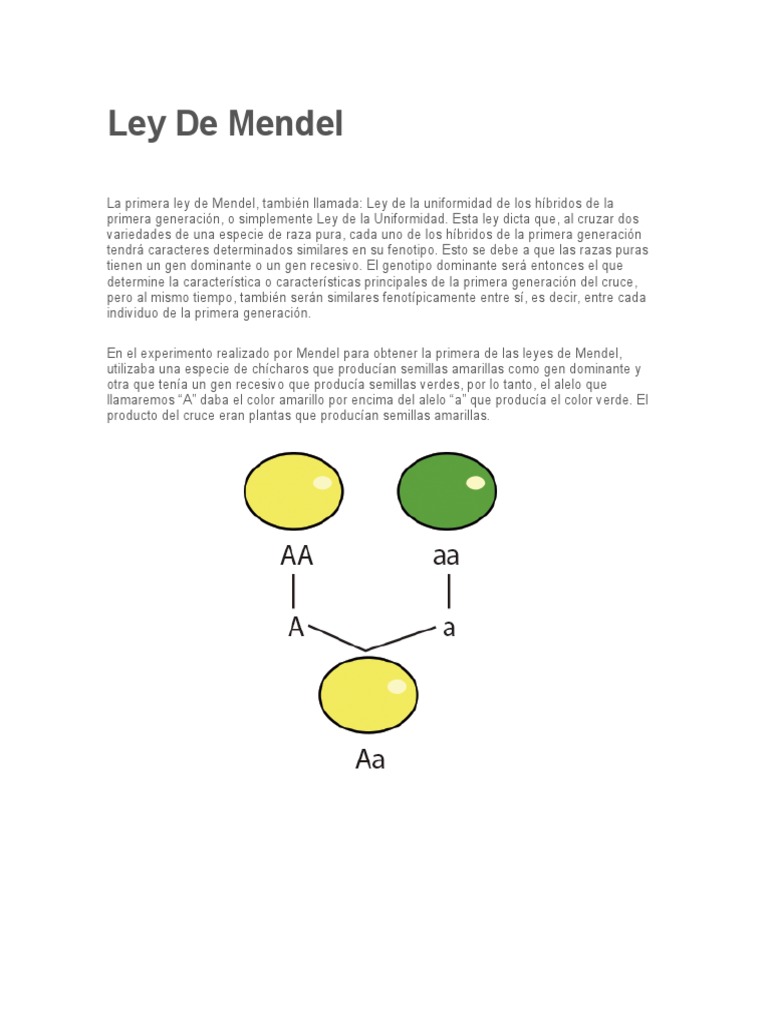 Cual Es La Primera Ley De Mendel Ley Compartir