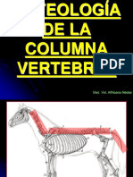 Osteología Columna Vertebral