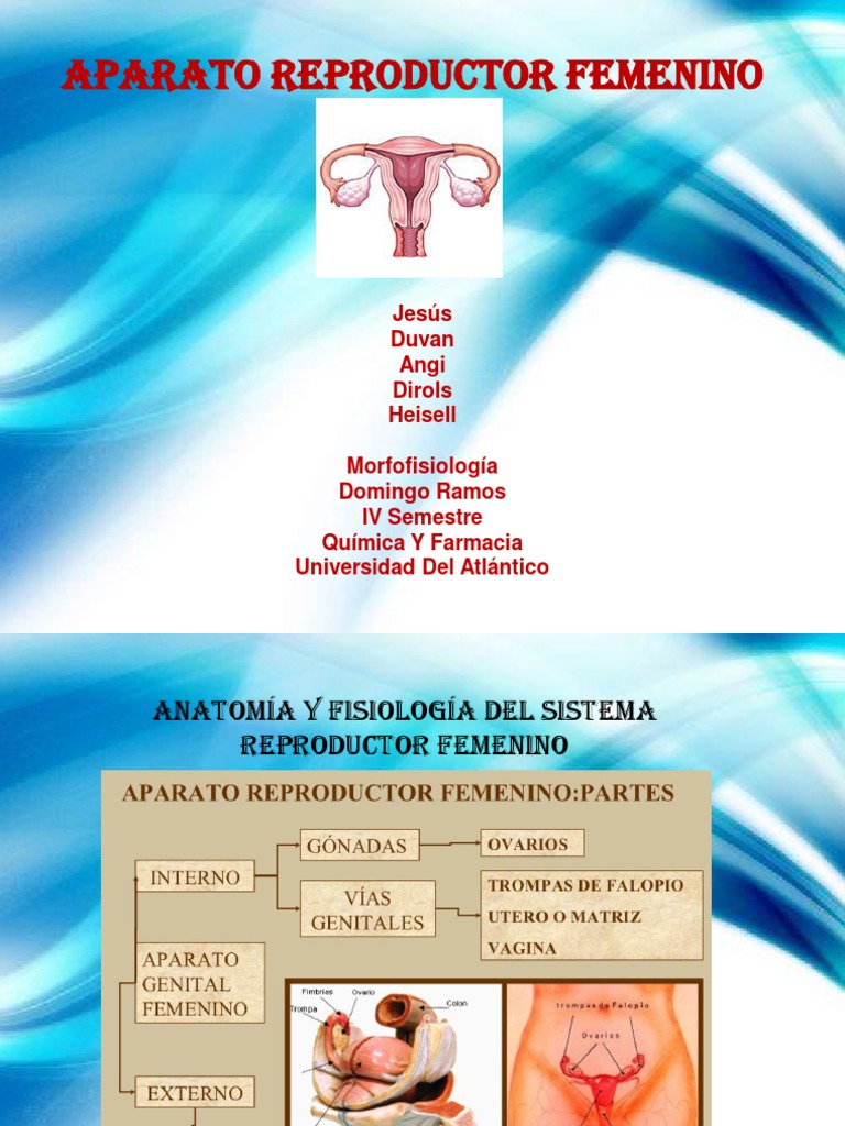 Exposición De Morfofisiologia Aparato Reproductor Femenino Ciclo