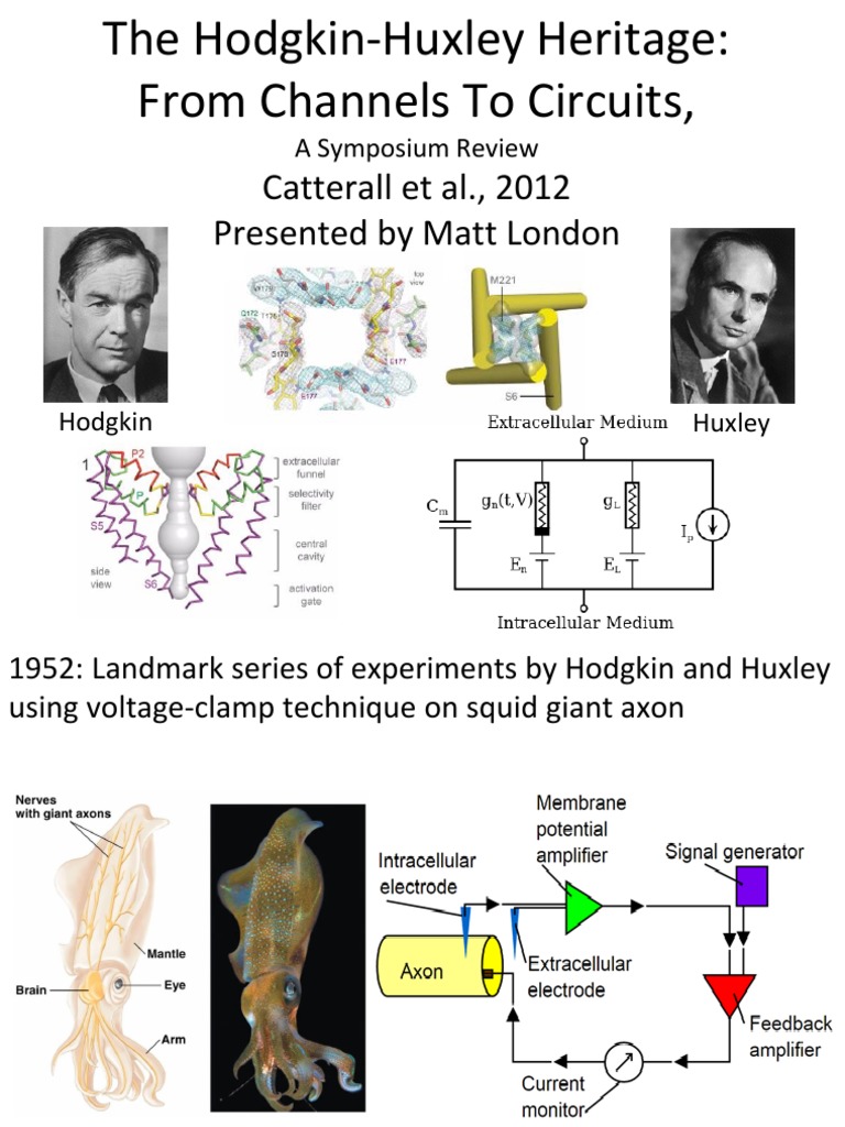 Hodgkin-Huxley Model in Neuroscience | PDF | Action Potential | Ion Channel