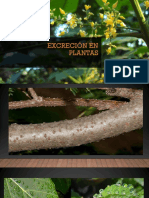 Excreción en Plantas 2 Parte