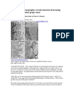 Microscopic Photography Reveals Bacteria Destroying Cell Wall in Wine Grape Vines