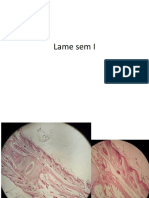 Types of Connective Tissues and Muscle Fibers