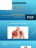 Musculos Del Torax
