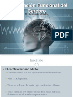 Organización Funcional Del Cerebro